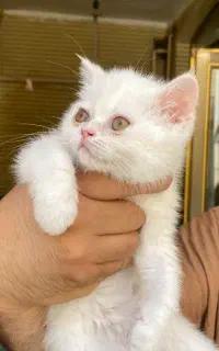 گربه دوماهه بریتیش