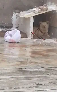 پاکوتاه
