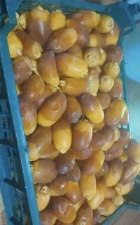 رطب تازه اهواز