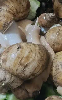 حلزون اچاتینا پرورشی