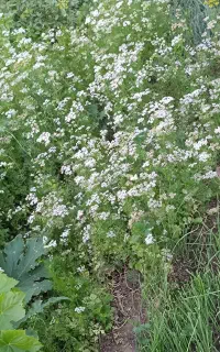 یونجه و علوفه مخلوط