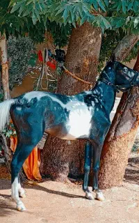 اسب کره نریان ابلق