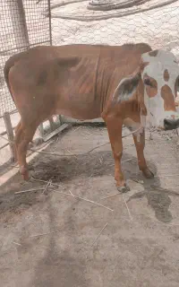 گوساله پر اپ نژاد خوب قصرقند