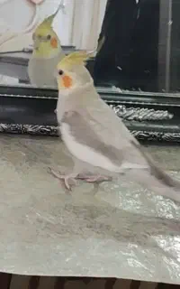 گم شده عروس هلندی نر