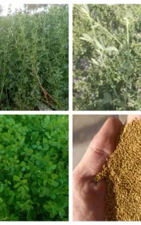 فروش بذر یونجه گرمسیری