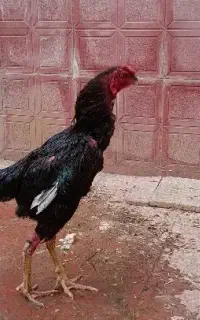 خروس