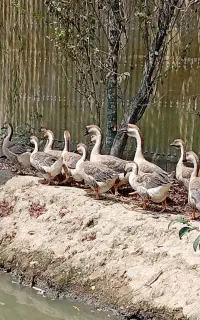 قوغاز اوکراینی درشت