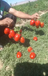 گوجه درجه یک بازاری هم واسه تازه خوری و ربی