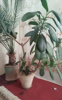 گل و گیاه