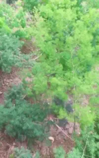 گل اسپرا با ریشه