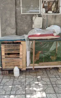 قفس مرغ با مرغ
