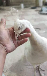 طاووس سفید
