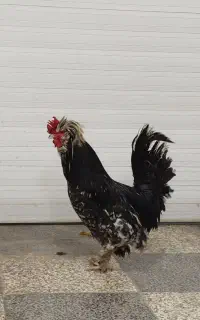 خروس لهستانی اصل و خروس لاری