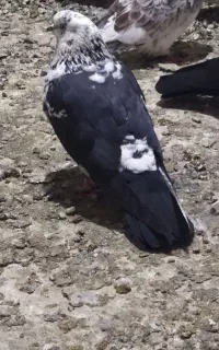 سوسکی نر