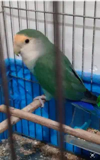 سلام این طوطی برزیلی من ۲هفته گم شده