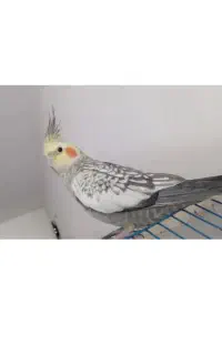 عروس‌هلندی‌پیدا‌ شده