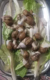 حلزون برای فروش
