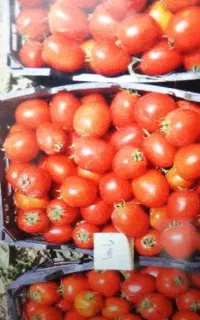 ابگیری گوجه وانگور باستگاه درب منزل شما
