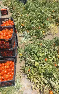نیروی کار کشاورزی آماده همکاری