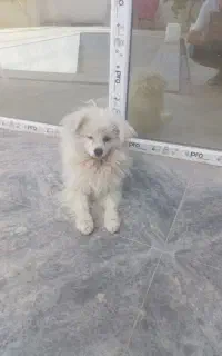 سگ بازیگوش
