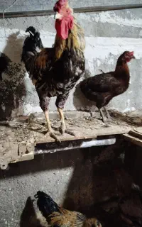 خروس