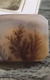 4تا شجر درشت قواره