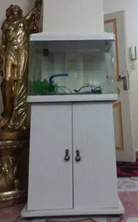 اکواریوم