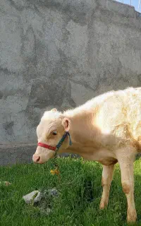 گوساله سیمینتال نر یا ماده محلی