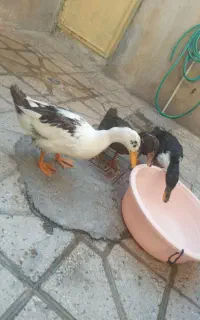 سه عدد اردک