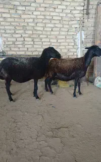 میش.ابستن.قوچ.بره