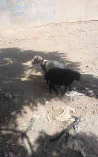 بره چی روپا