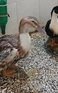 اردک