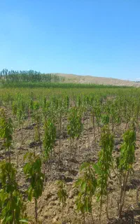 فروش نهالستان