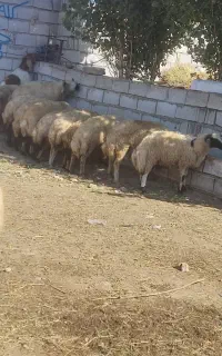 بره
