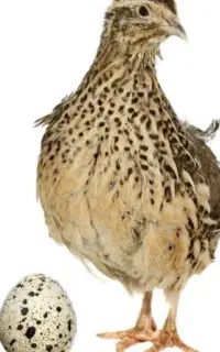 بلدرچین