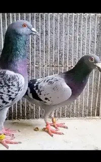 سبز پولک قلدر