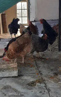 مرغ محلی تخم گذار یکساله