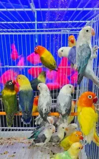 طوطی برزیلی جوجه کوتوله