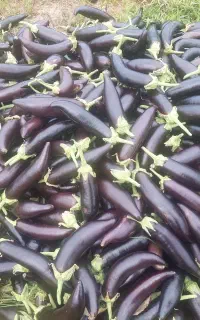 بادمجان قلمی محلی