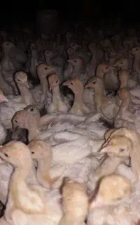 وقلمون یکماهه