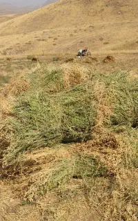 علوفه