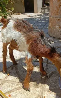 بزغاله