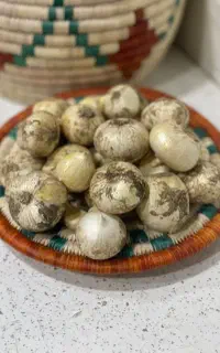موسیر تازه تازه عمده و خرده