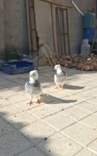 کبوتر کلفه