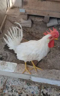 خروس