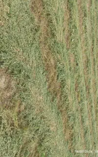 یونجه خالص
