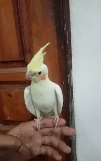 ۲ عدد عروس هلندی دو نیم ماه رام