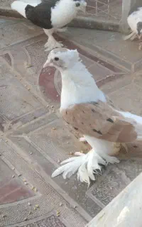 کفترزیبا