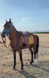 اسب دره شور
