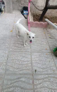 سگ پا کوتاه